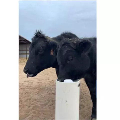 Timeless Fence Drinking Post Waterers