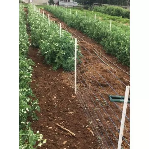 Timeless Fence Rigid PVC Pea Posts Pack of 25