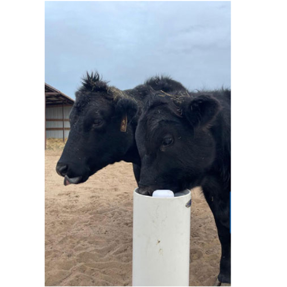 Timeless Fence Drinking Post Waterers